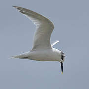 Sandwich Tern