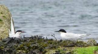 Roseate Tern