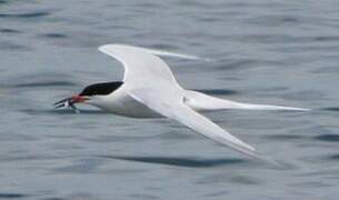 Roseate Tern