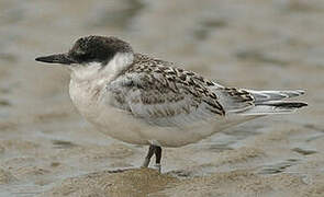 Roseate Tern