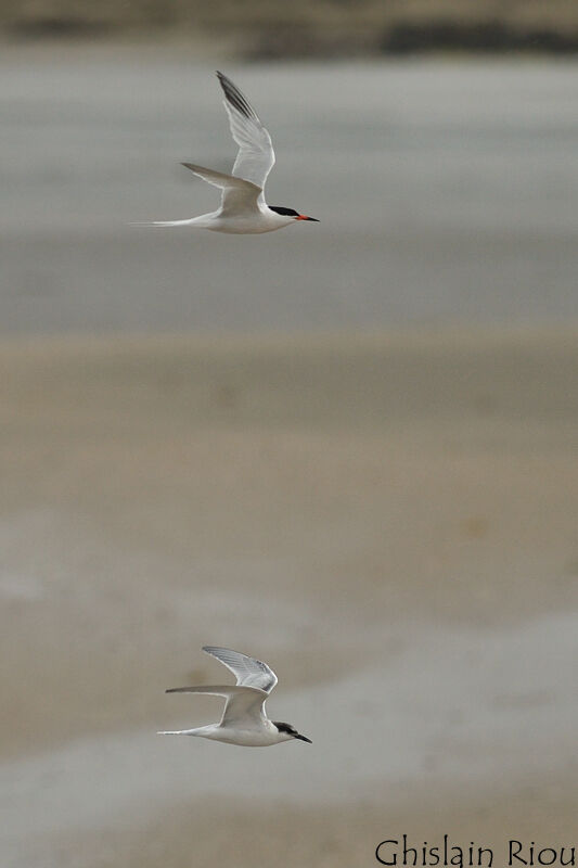 Roseate Tern