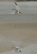 Roseate Tern