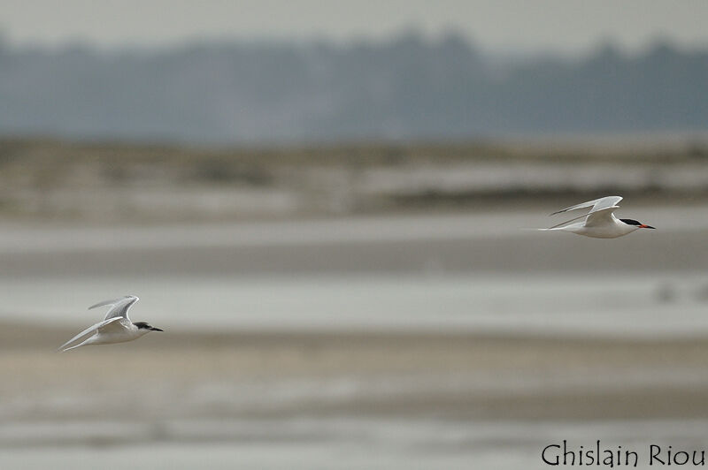 Roseate Tern