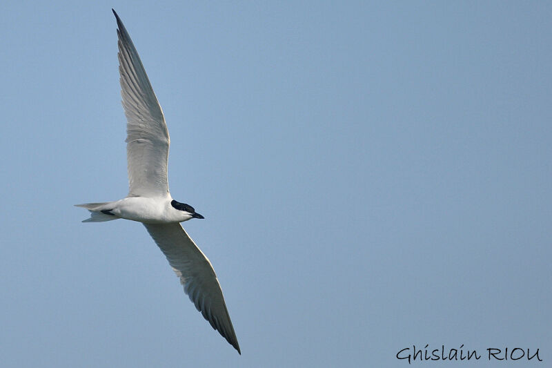 Gull-billed Tern