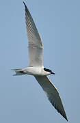 Gull-billed Tern