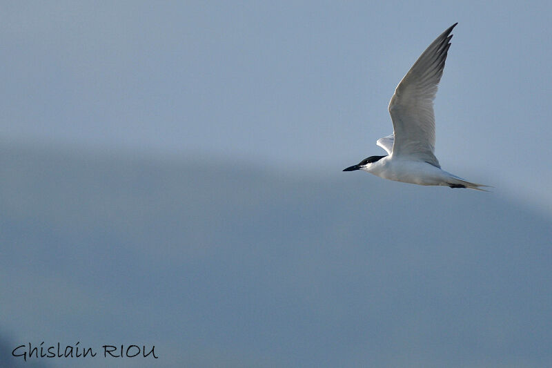 Gull-billed Tern