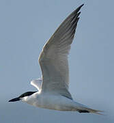 Gull-billed Tern