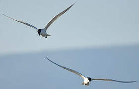 Gull-billed Tern