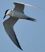 Gull-billed Tern