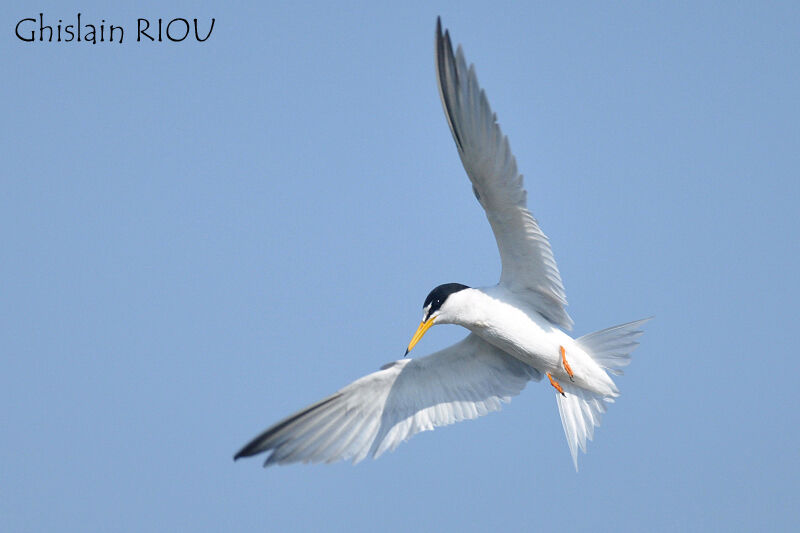 Little Tern