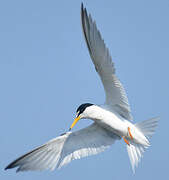 Little Tern