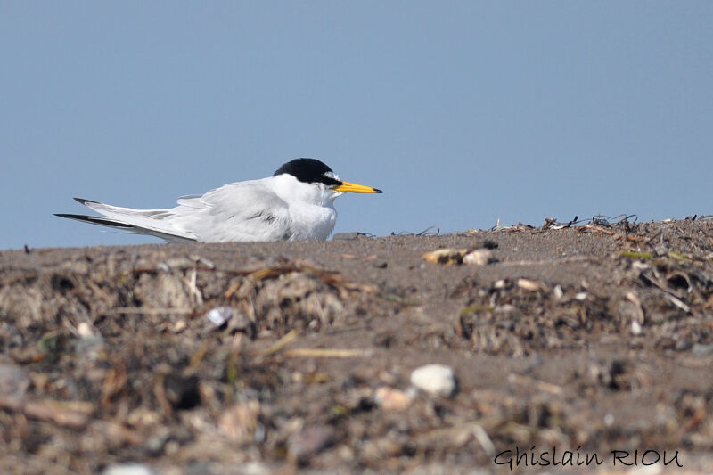 Little Tern