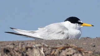 Little Tern