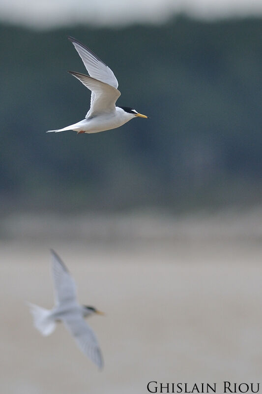 Little Tern