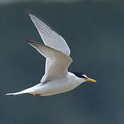 Little Tern