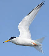 Little Tern