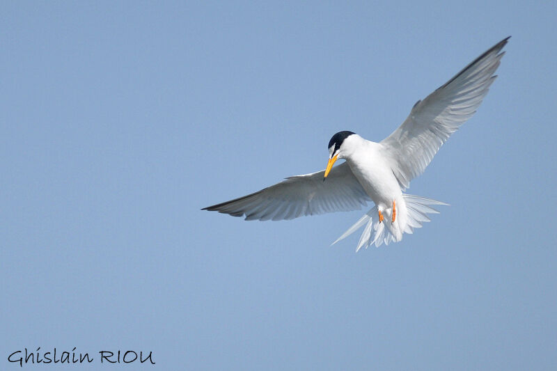 Little Tern