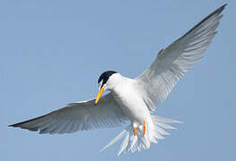 Little Tern