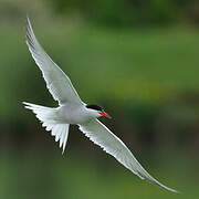 Common Tern