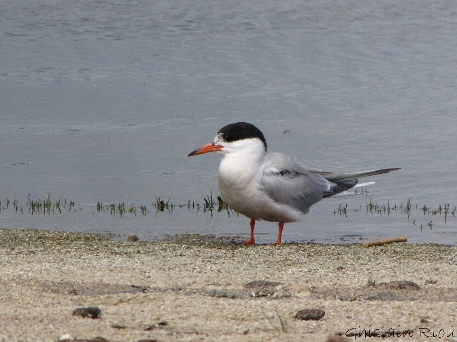 Common Ternadult breeding