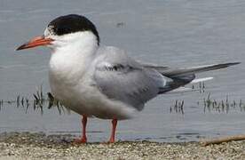 Common Tern