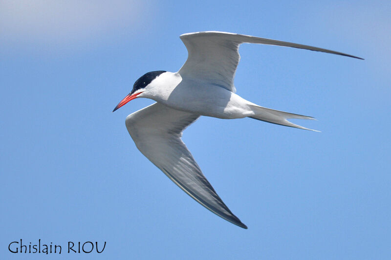 Common Tern