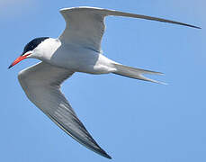 Common Tern