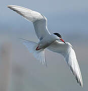 Common Tern