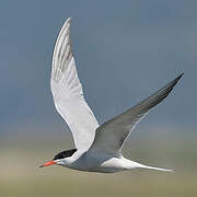 Common Tern