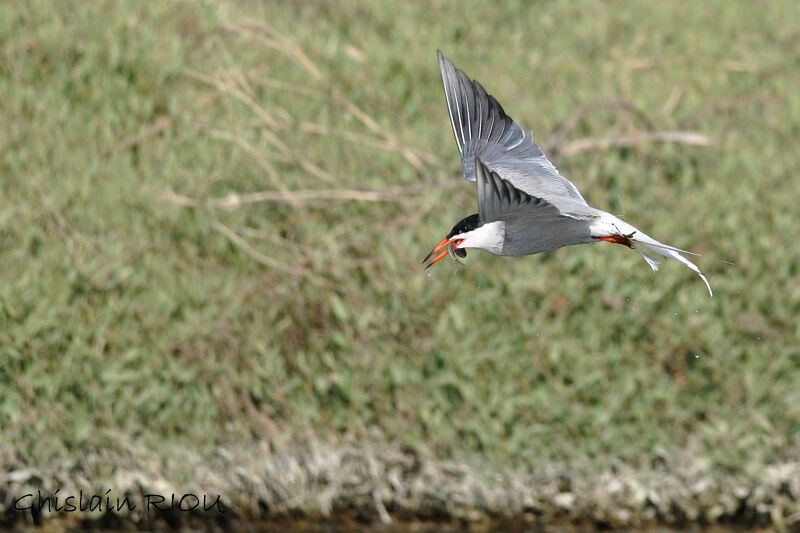 Common Tern