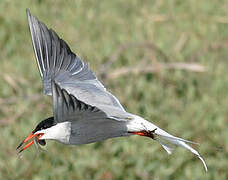 Common Tern