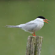 Common Tern