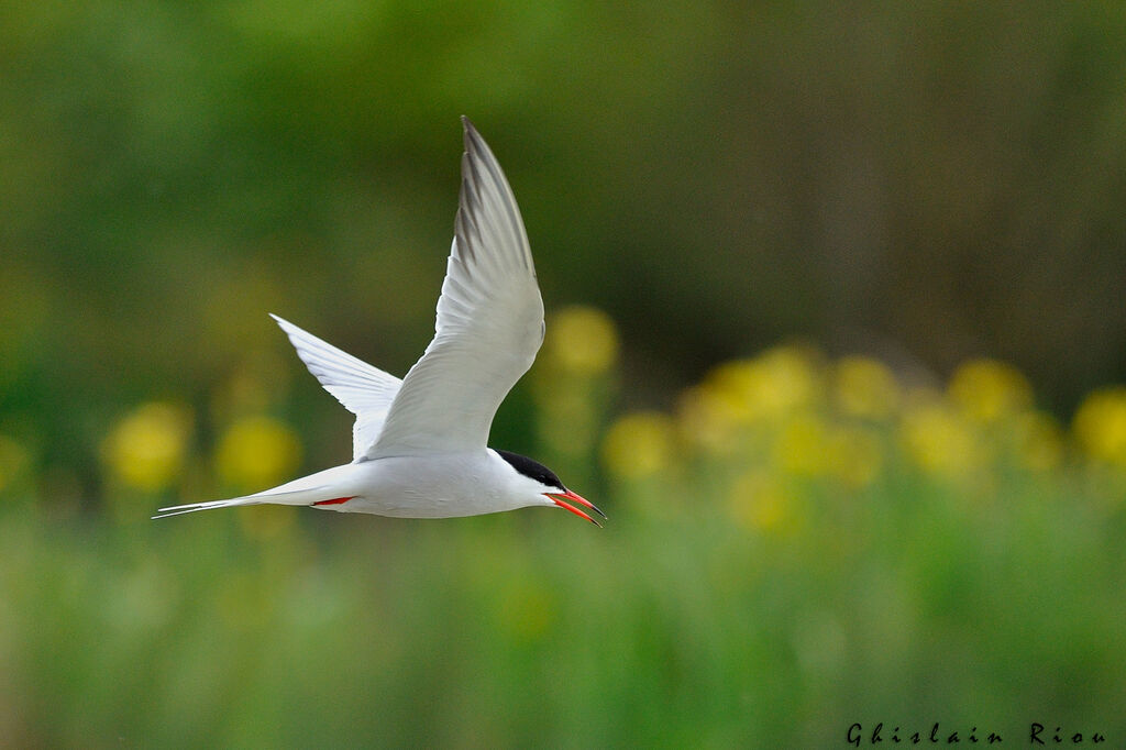 Common Ternadult breeding