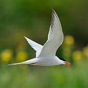 Common Tern