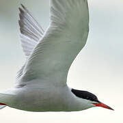 Common Tern