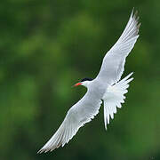 Common Tern