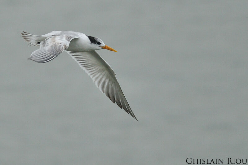 Lesser Crested Tern