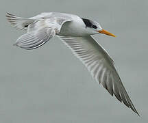 Lesser Crested Tern