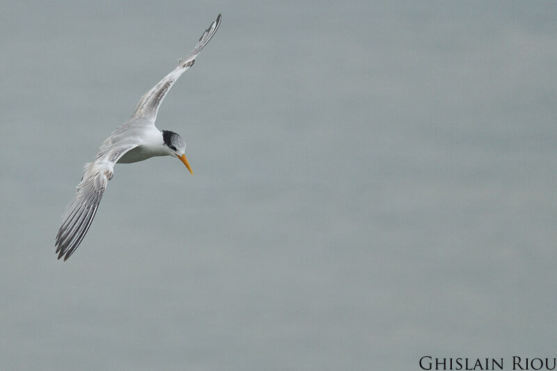 Lesser Crested Tern