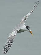 Lesser Crested Tern