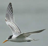 Lesser Crested Tern