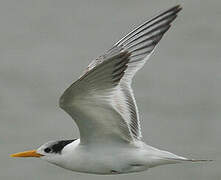 Lesser Crested Tern