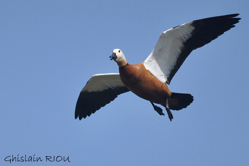 Ruddy Shelduck