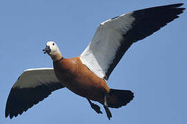 Ruddy Shelduck