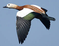 Ruddy Shelduck