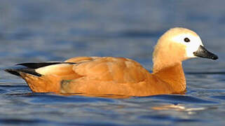 Ruddy Shelduck