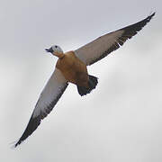 Ruddy Shelduck