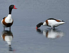 Common Shelduck