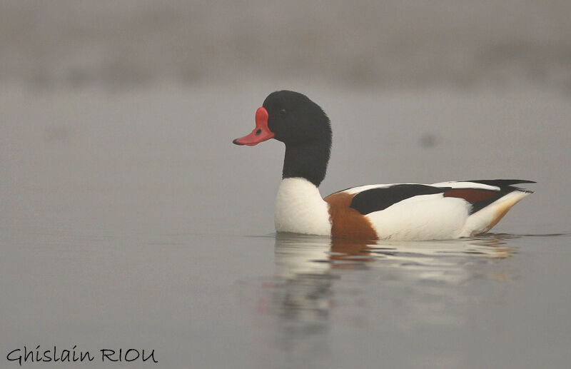 Common Shelduck male