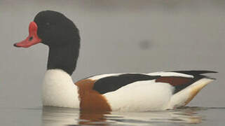 Common Shelduck